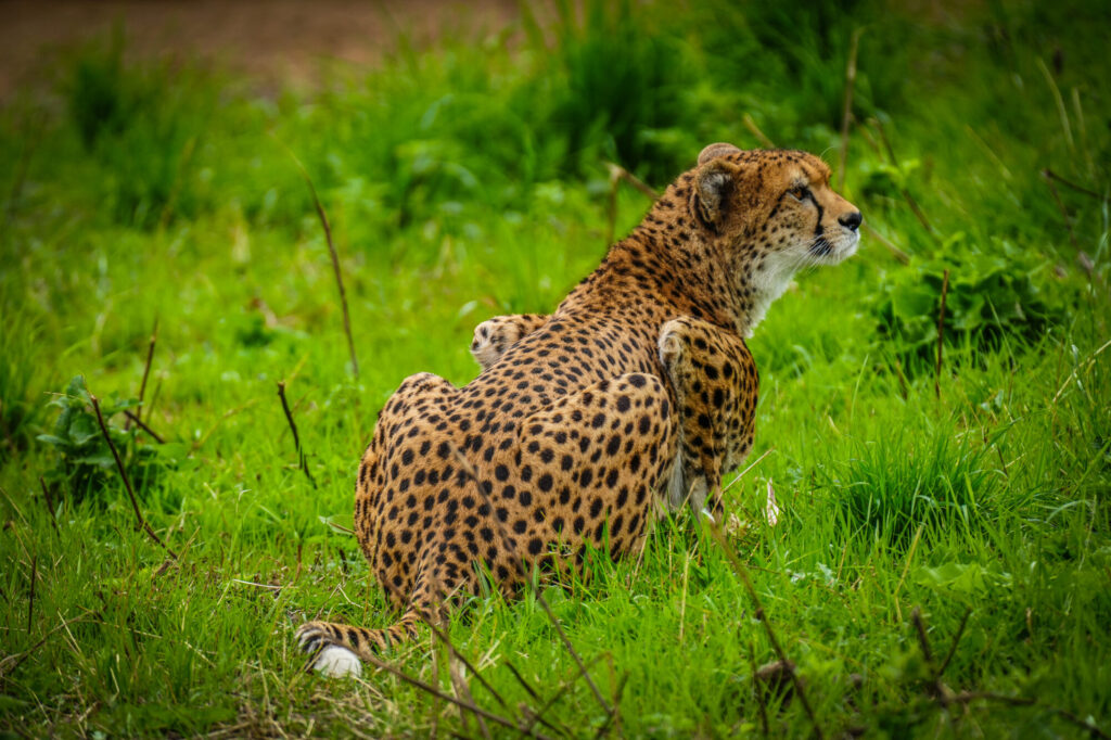 A cheetah with distinctive spots rests on green grass, showcasing its sleek form and attentive posture.