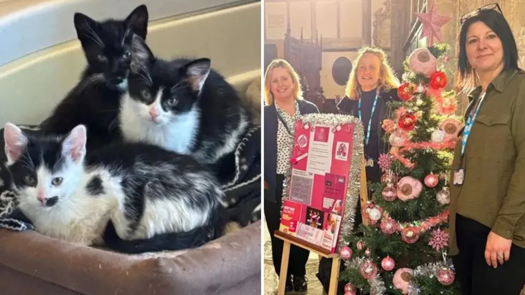 kittens in yorkshire