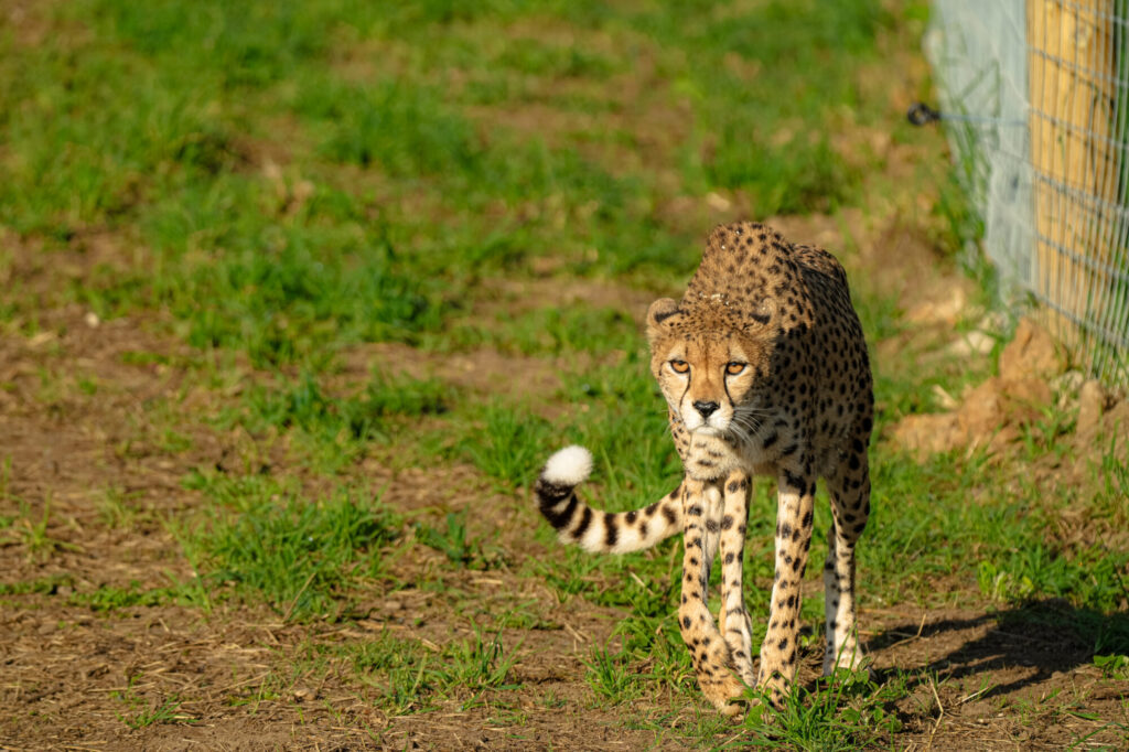A cheetah with distinctive spots gracefully runs across a green, grassy area near a wooden fence.
