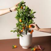 Via Citrus