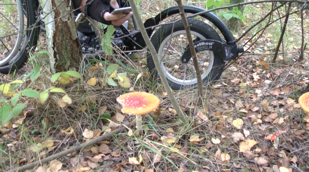 A wheelchair user taking a photo of fungi with a mobile phone.