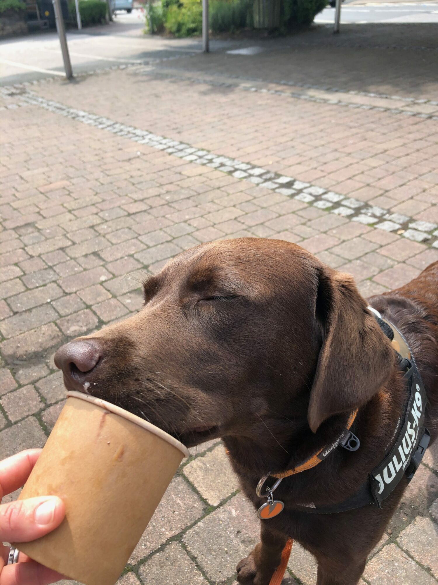 puppy eating ice cream