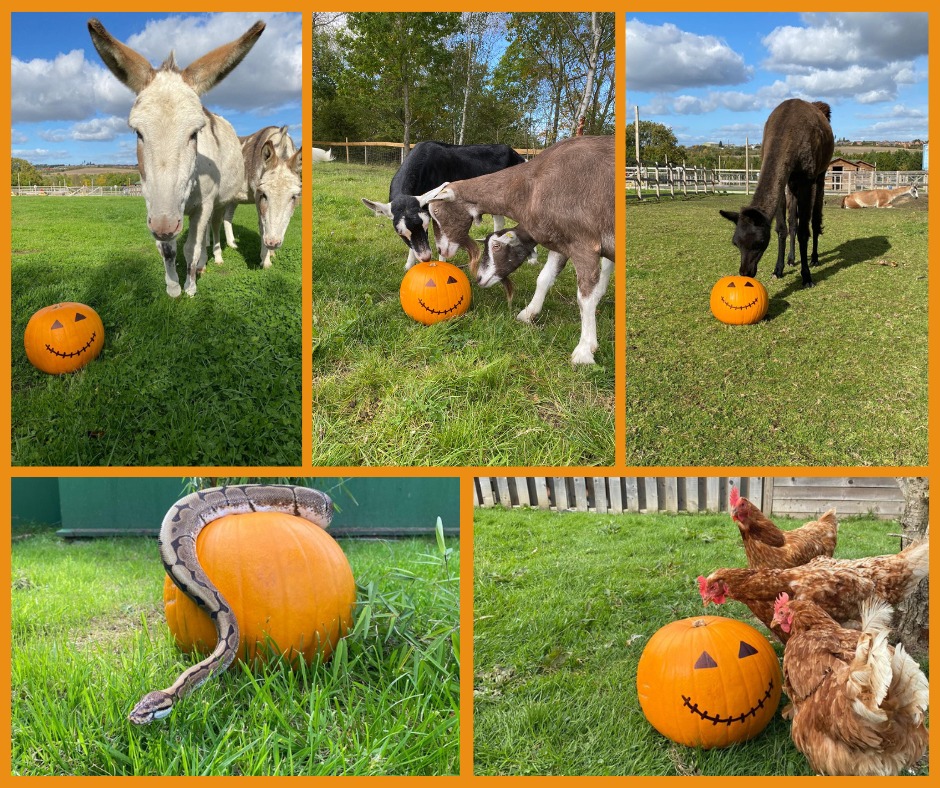 pumpkins-gullivers-resort-south-yorkshire