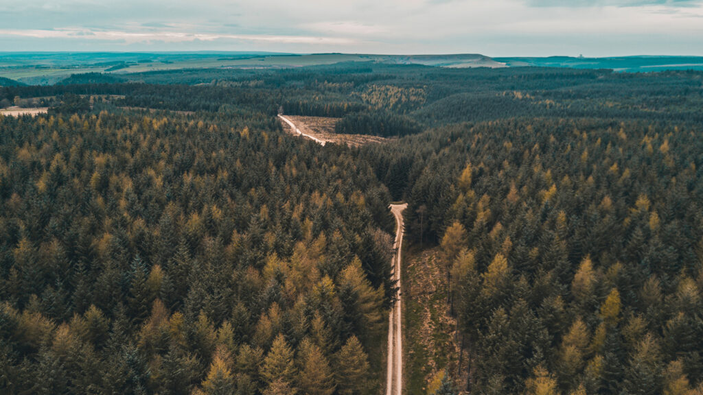 Dalby forest