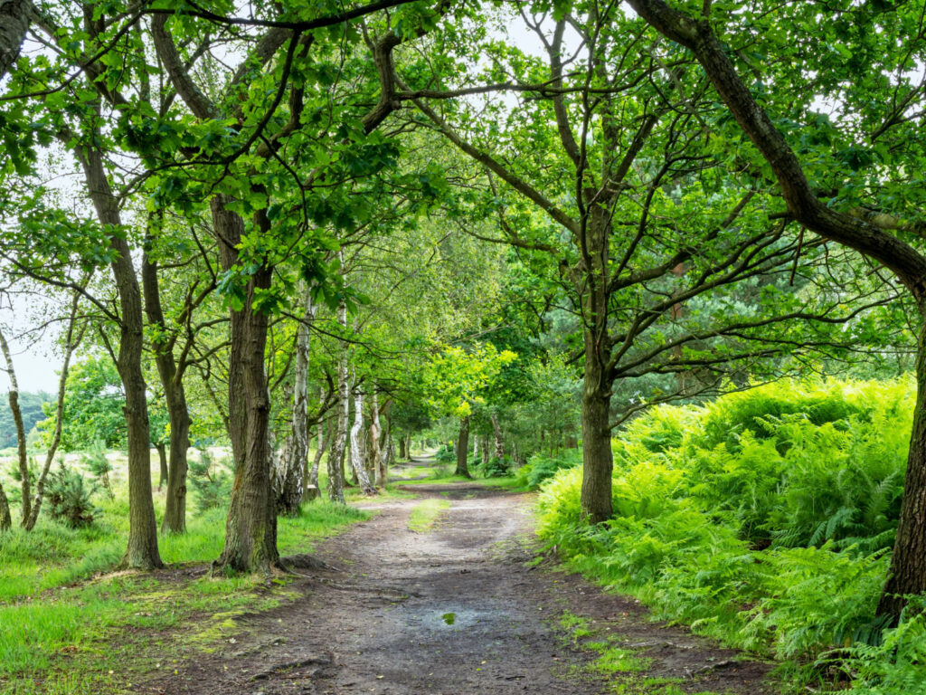 Skipwith Common