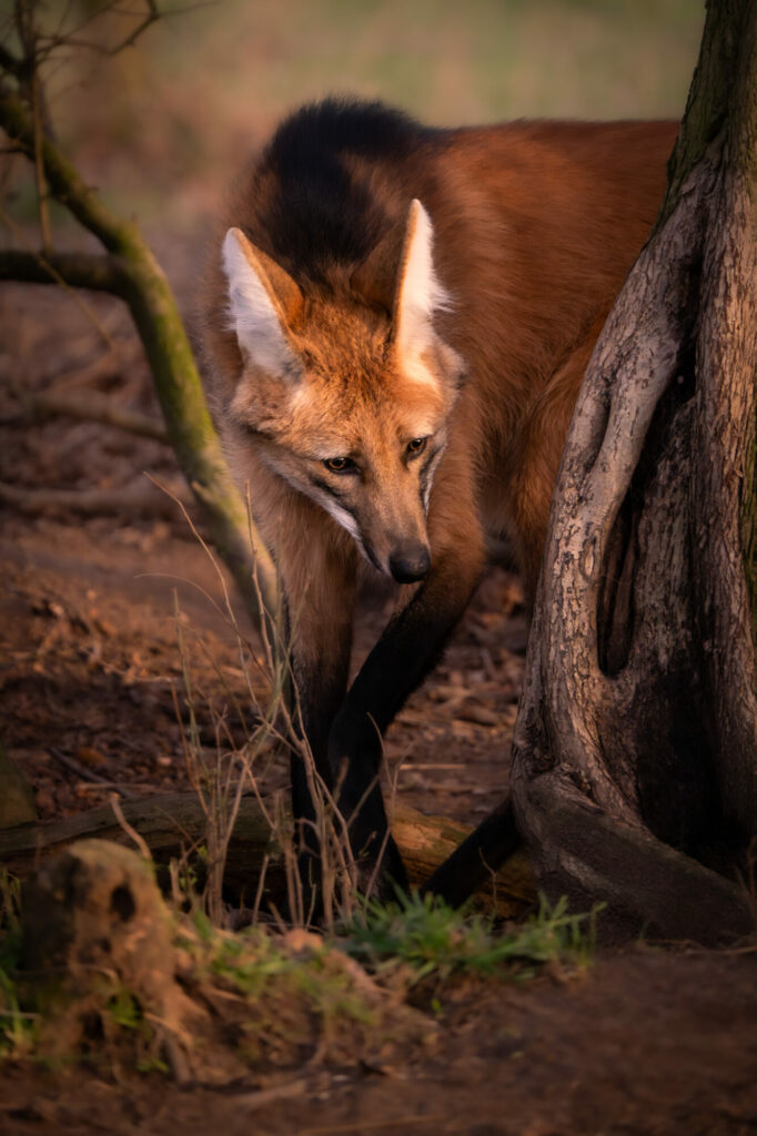 photograph of wolf