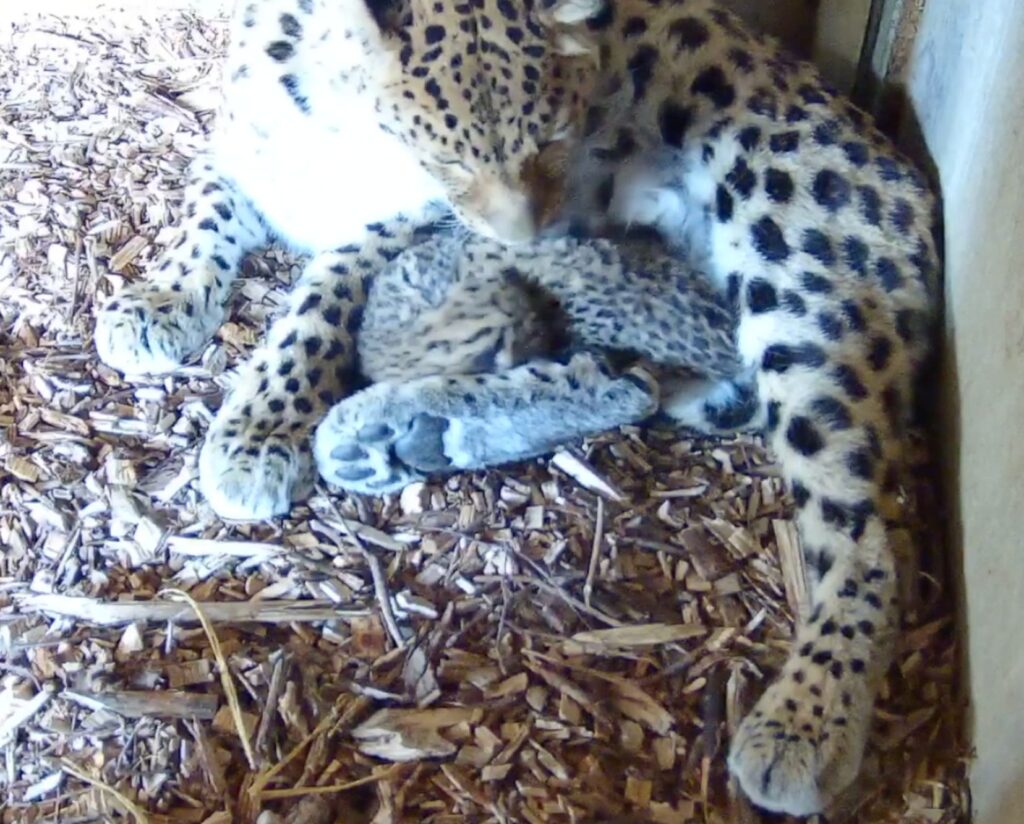 Amur Leopards