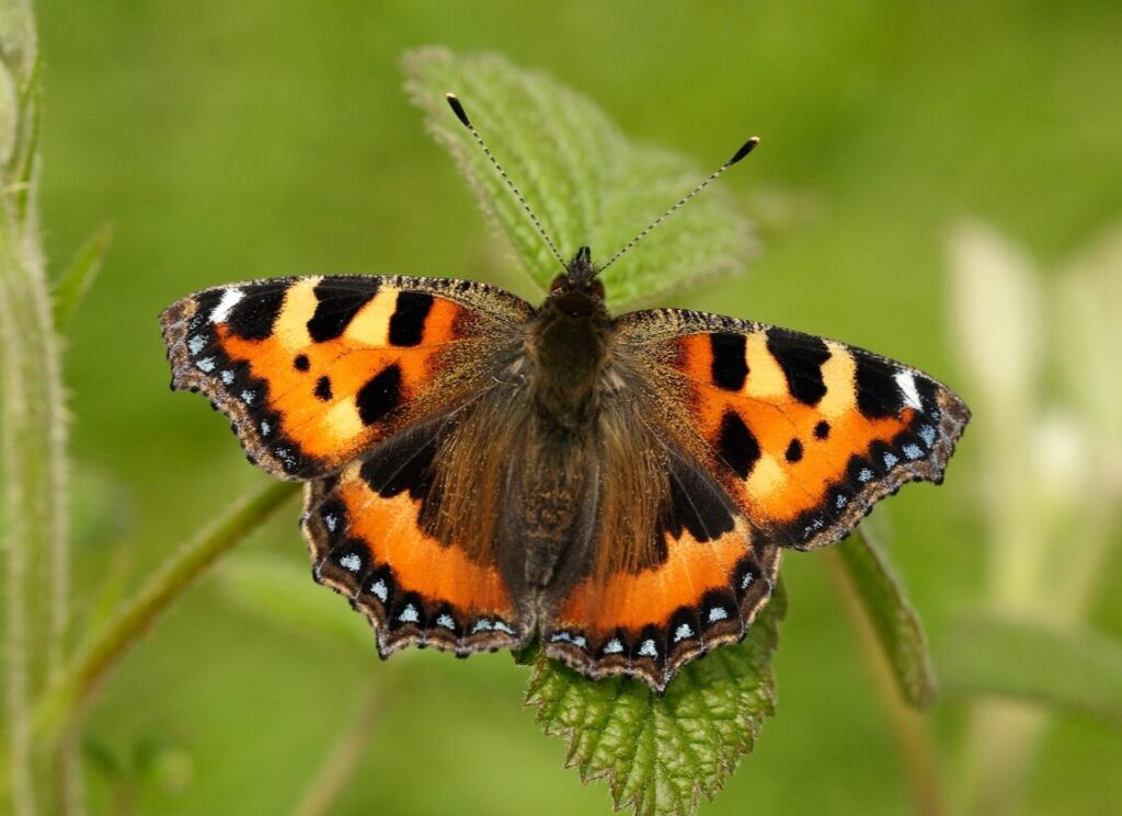 Big Butterfly Count