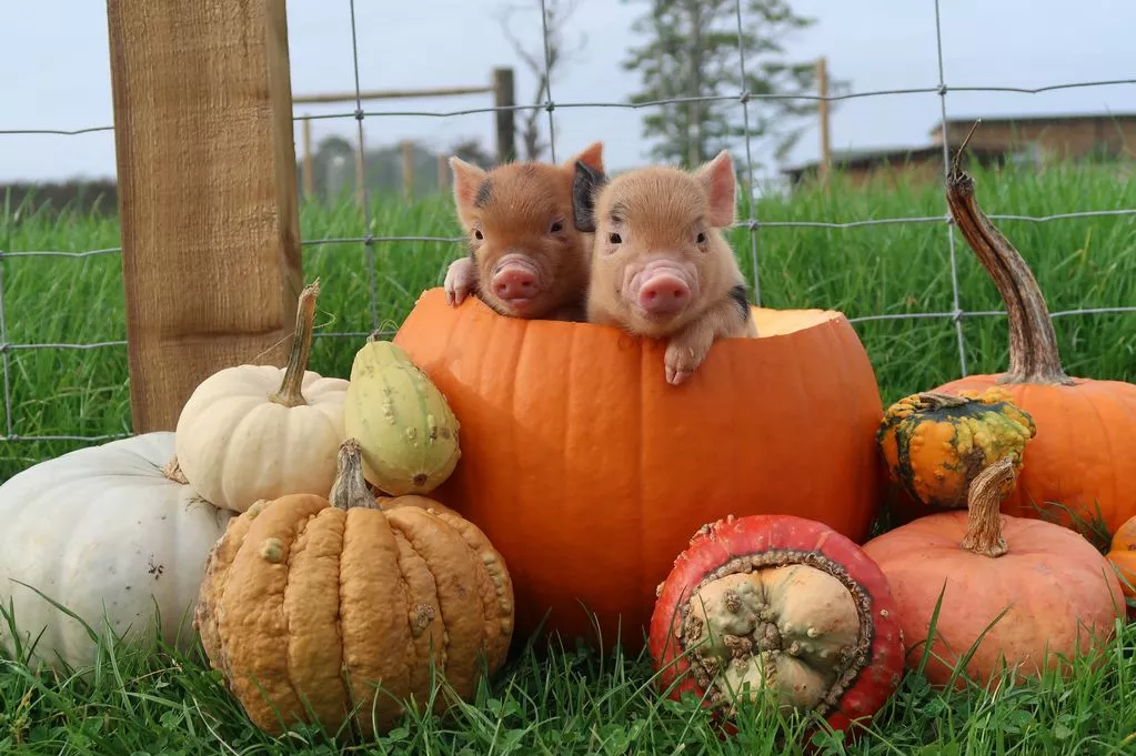 piglets Monk Park Farm in Thirsk