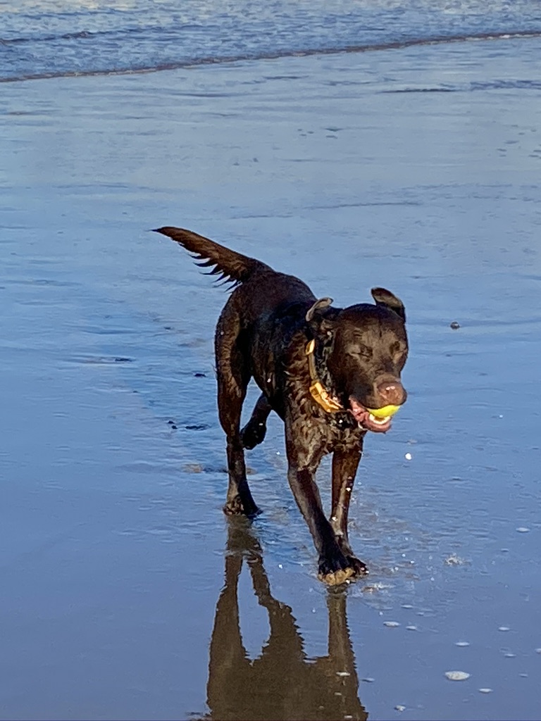 Merlin the Chocolate Wizard's Sandsend Walk