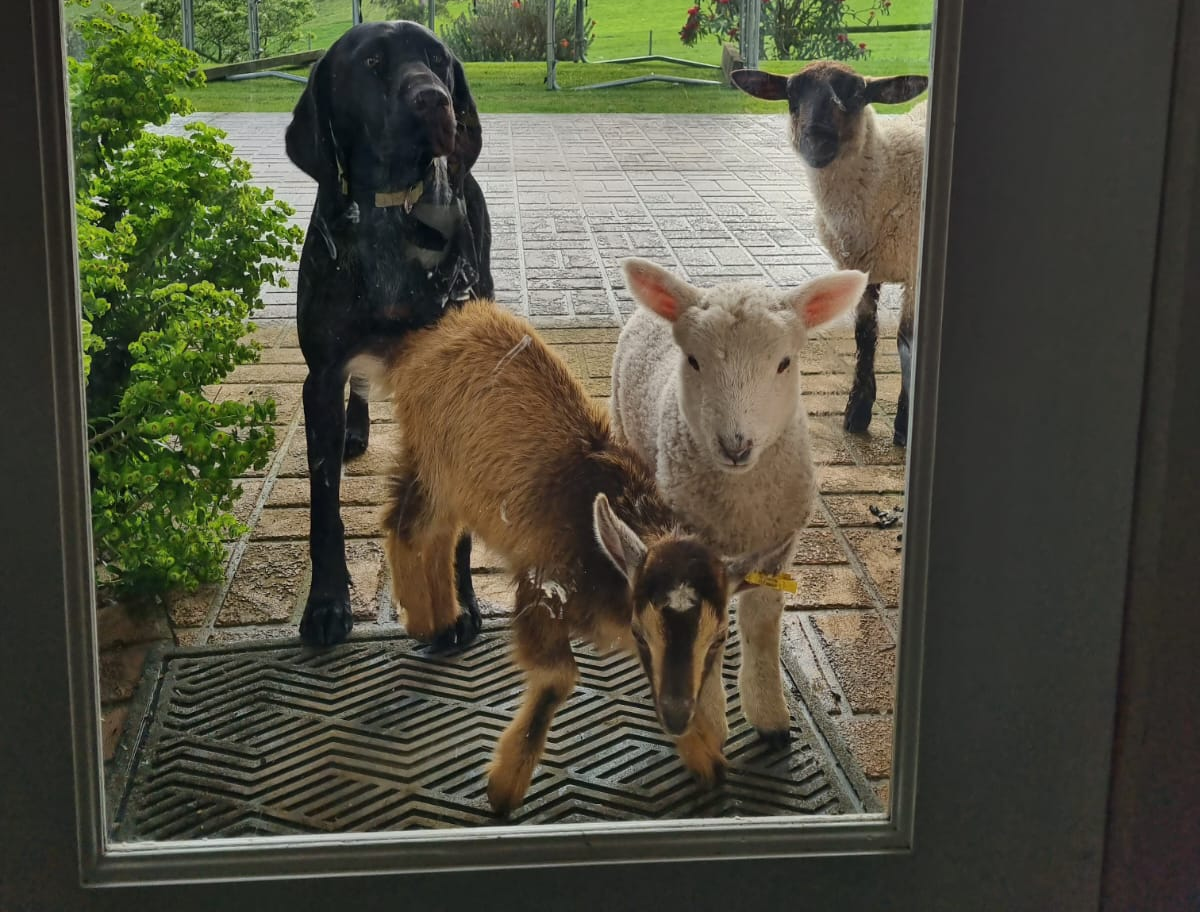 The Yorkshire Vet helps fan with sheep problem