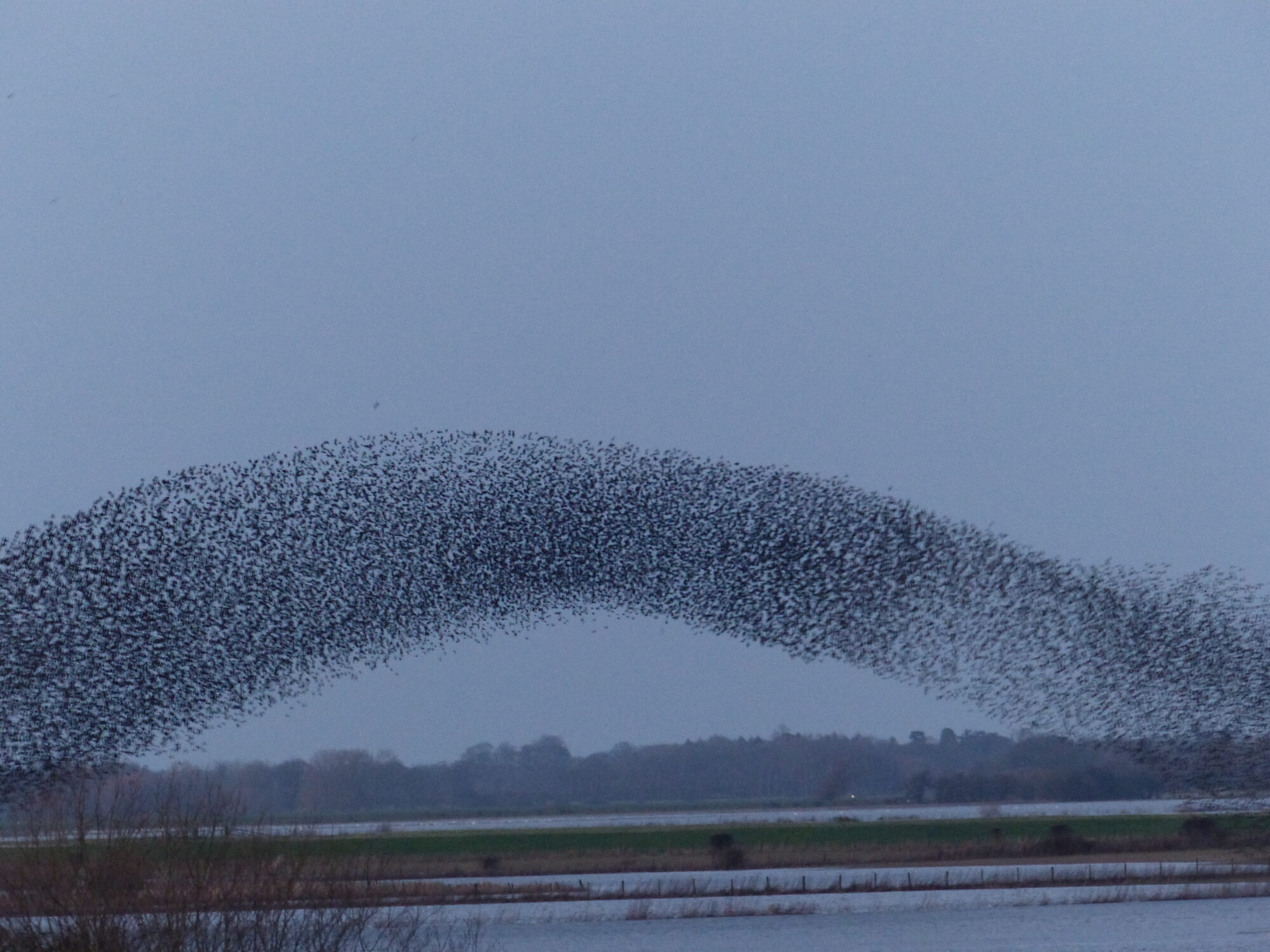 Photo: starlings at North Duffield Carrs, near Selby