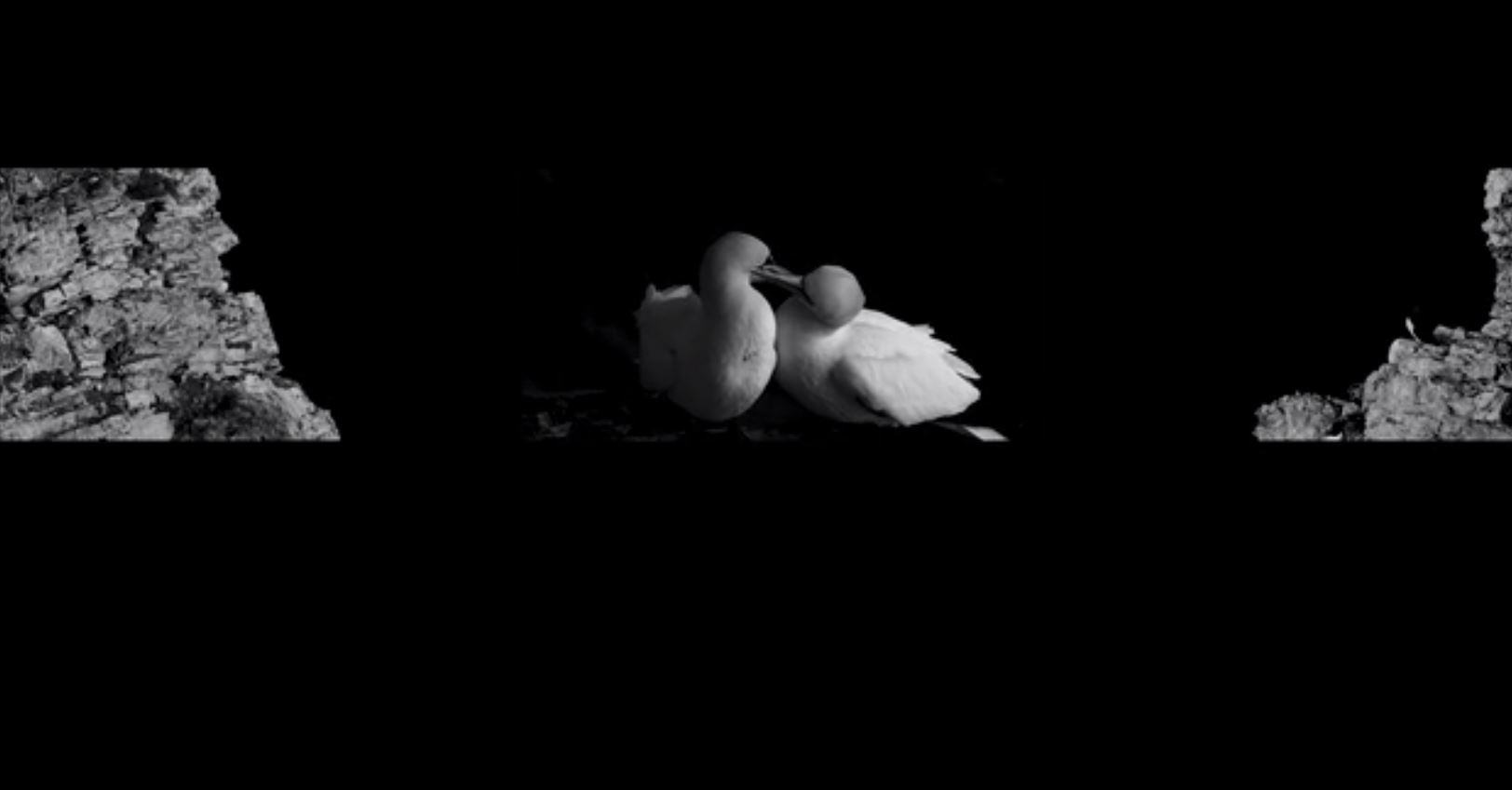 Film of northern gannets in Yorkshire Wins Photography Award