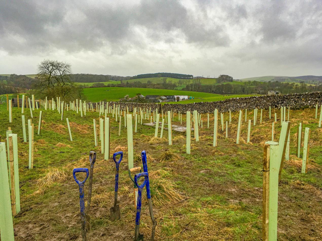 Pioneering Sustainability: Yorkshire's Revolutionary Plastic Tree Guard Recycling Initiative