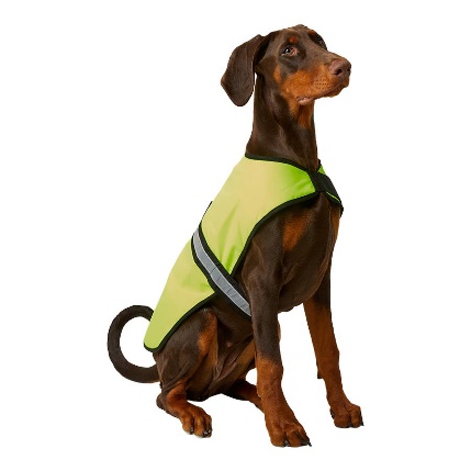 Why You Should Keep Your Dog Away from Conkers and Acorns This Autumn