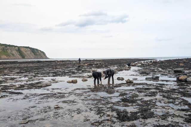 How to Join Yorkshire's New Lobster Survey and Help Protect Our Oceans