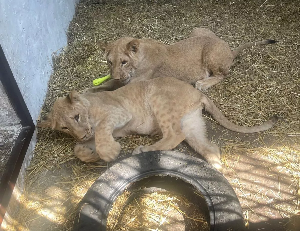 How Are Ukrainian Lion Cubs Getting To Yorkshire Wildlife Park?