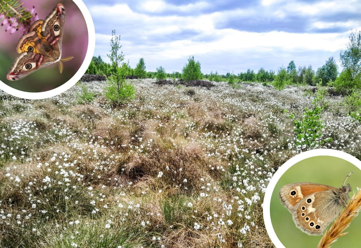 What Is Happening To The Large Heath Butterfly In England And How Can Volunteers Help?