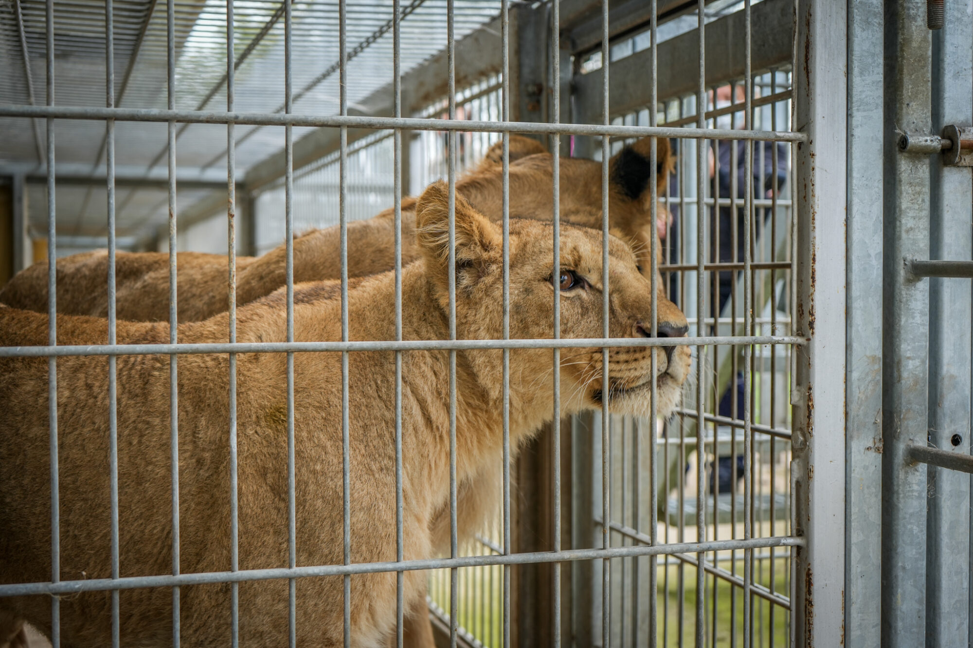 How Three Lions Rescued From War in Ukraine Found a New Home at Yorkshire Wildlife Park