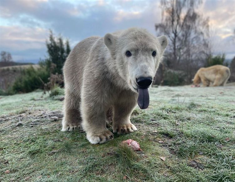 Brodie The Polar Bear Moving To Yorkshire Wildlife Park To Meet His Brother Hamish?