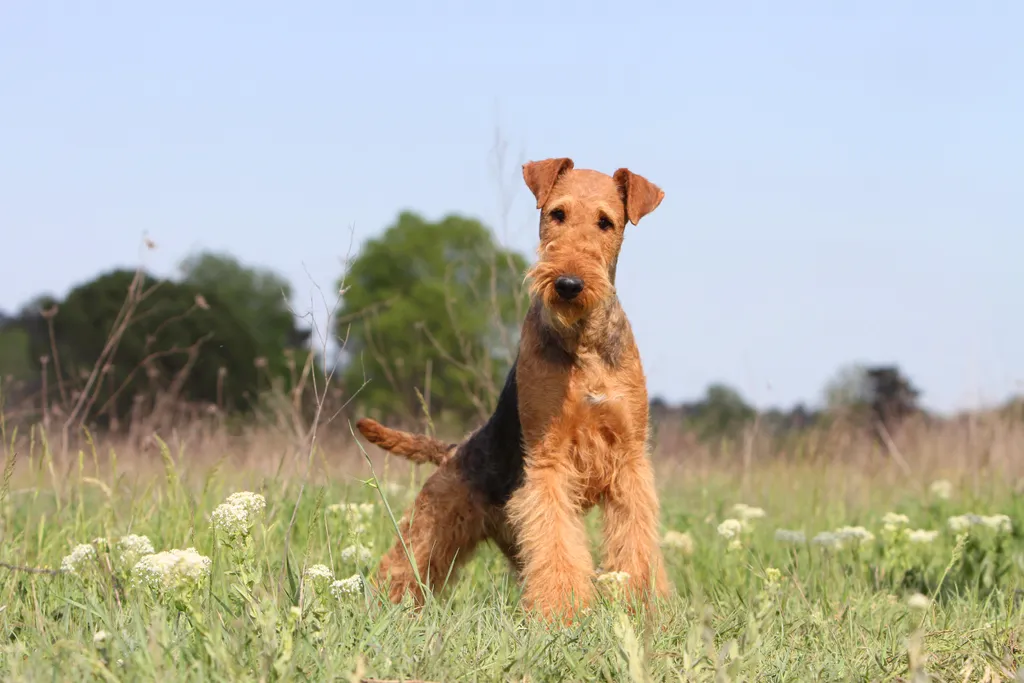 What Is The Airedale Terrier And Why Is It The King of Terriers?