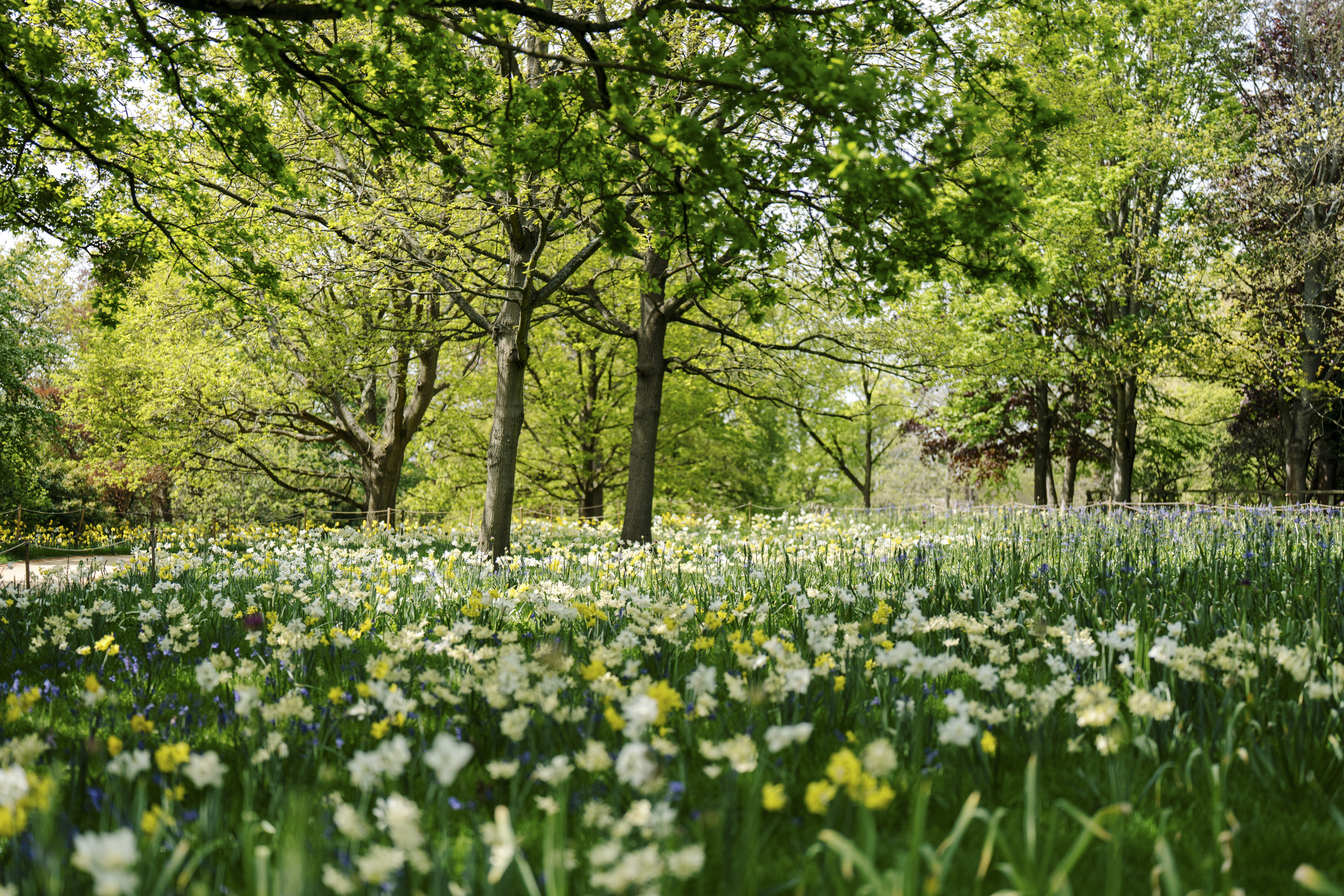 Harewood House Unveils Stunning Floral Display with 40,000 Blooming Bulbs