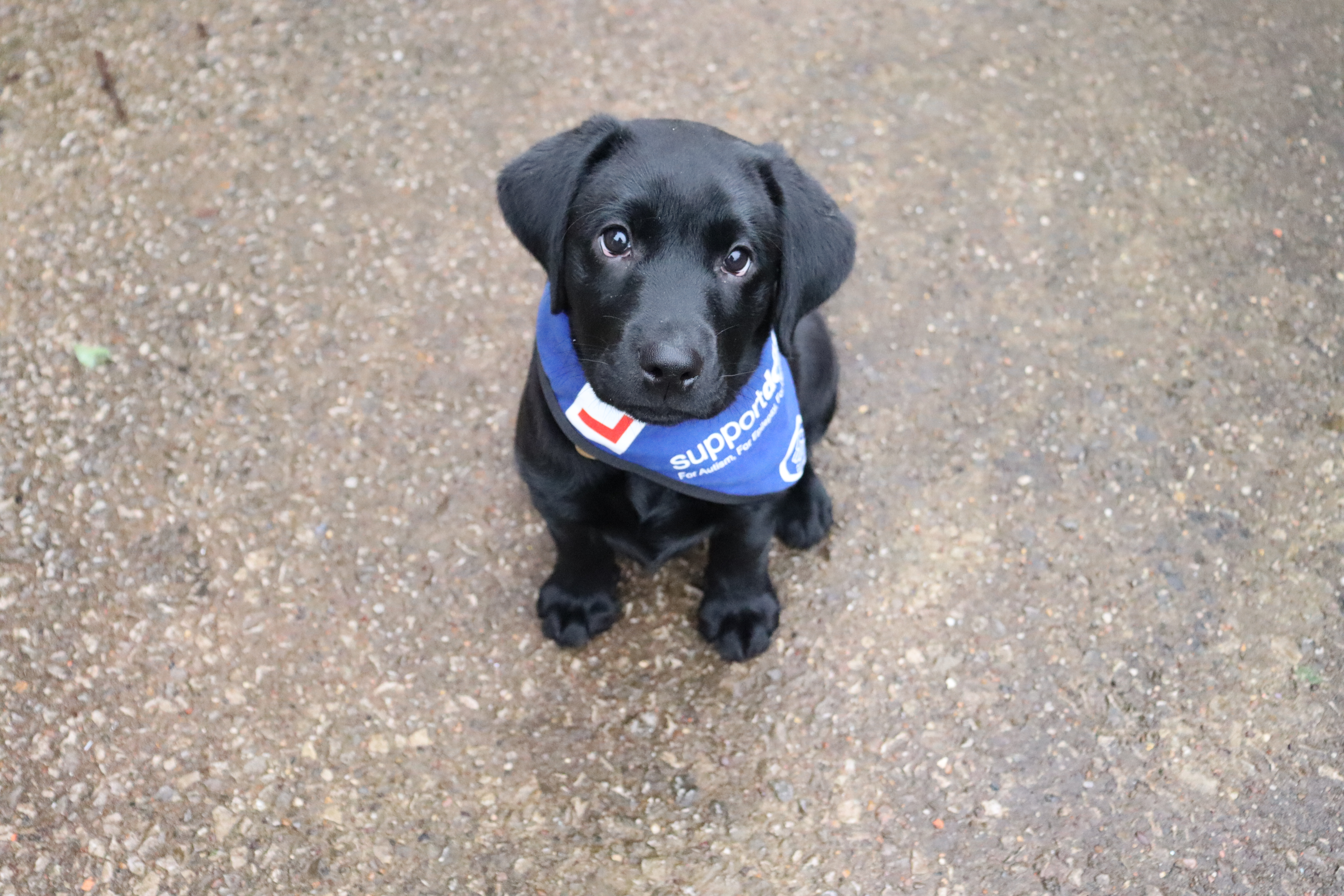 Vamoosh and Support Dogs Partner to Raise £27,000 for Assistance Dog Training