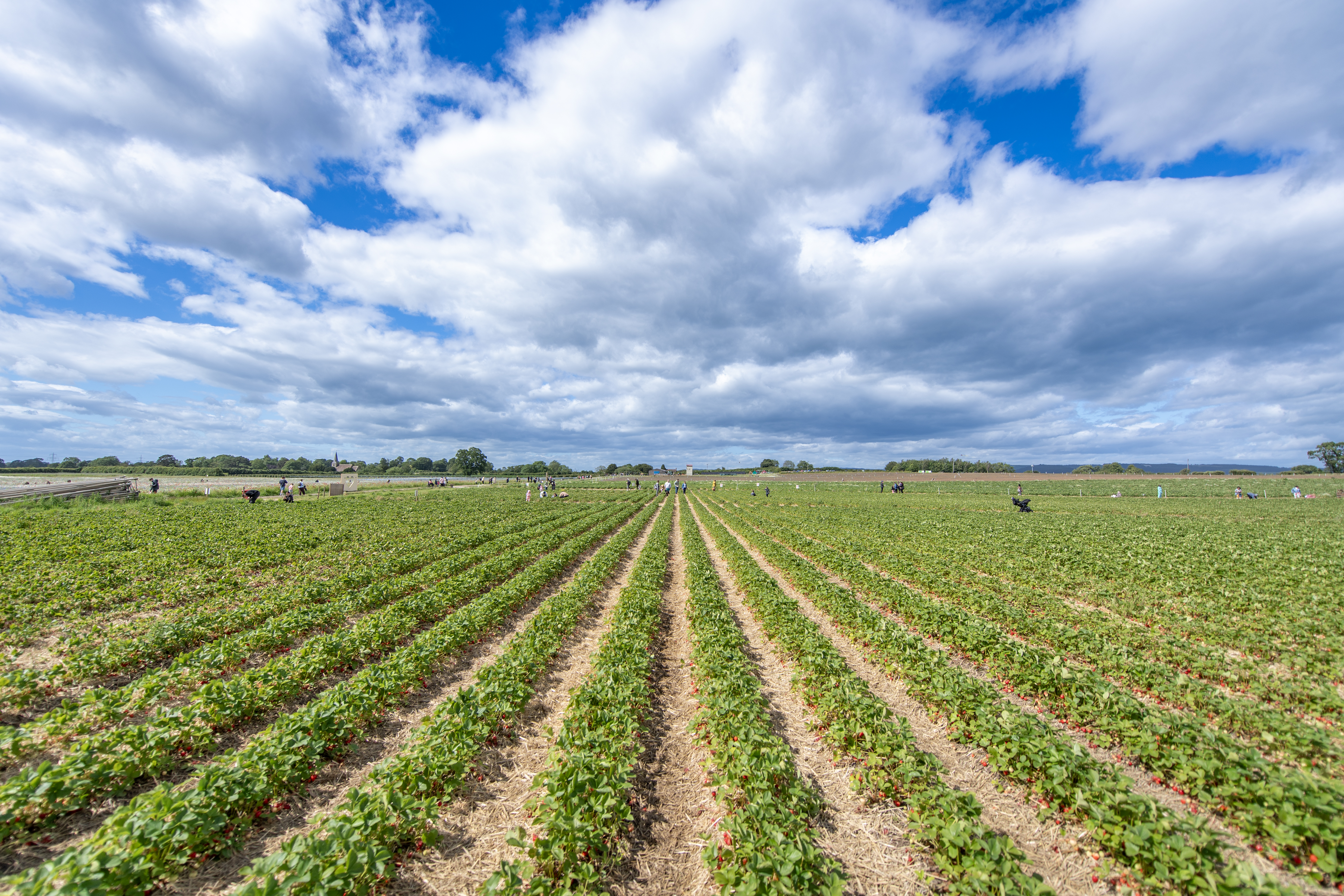 Strawberry Picking Season Begins at Spilmans Farm in Yorkshire Until August