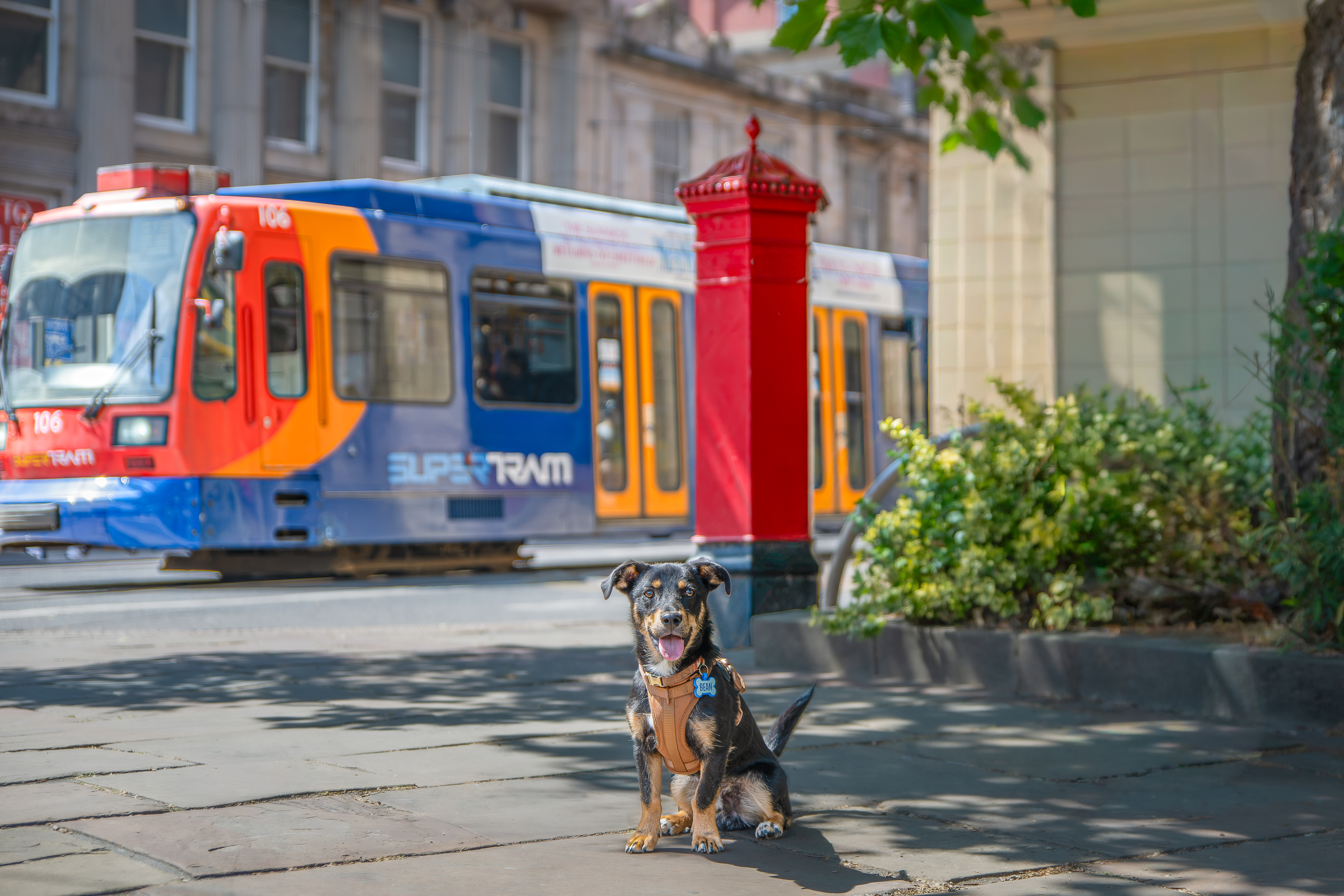 Featured image for Sheffield Cathedral Launches 2027 Charity Calendar Featuring Local Dogs - Community