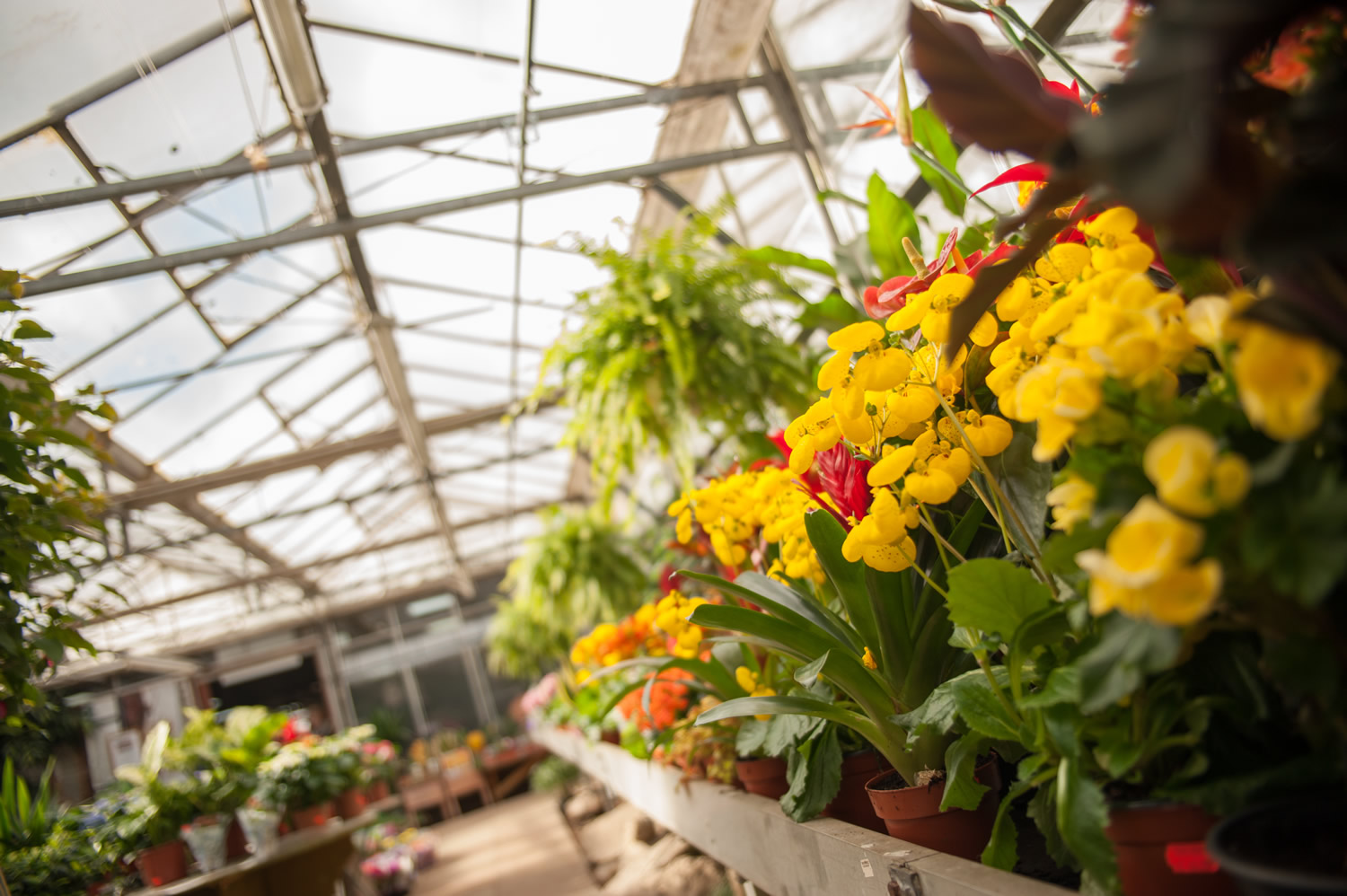 Visit Walkers Nurseries