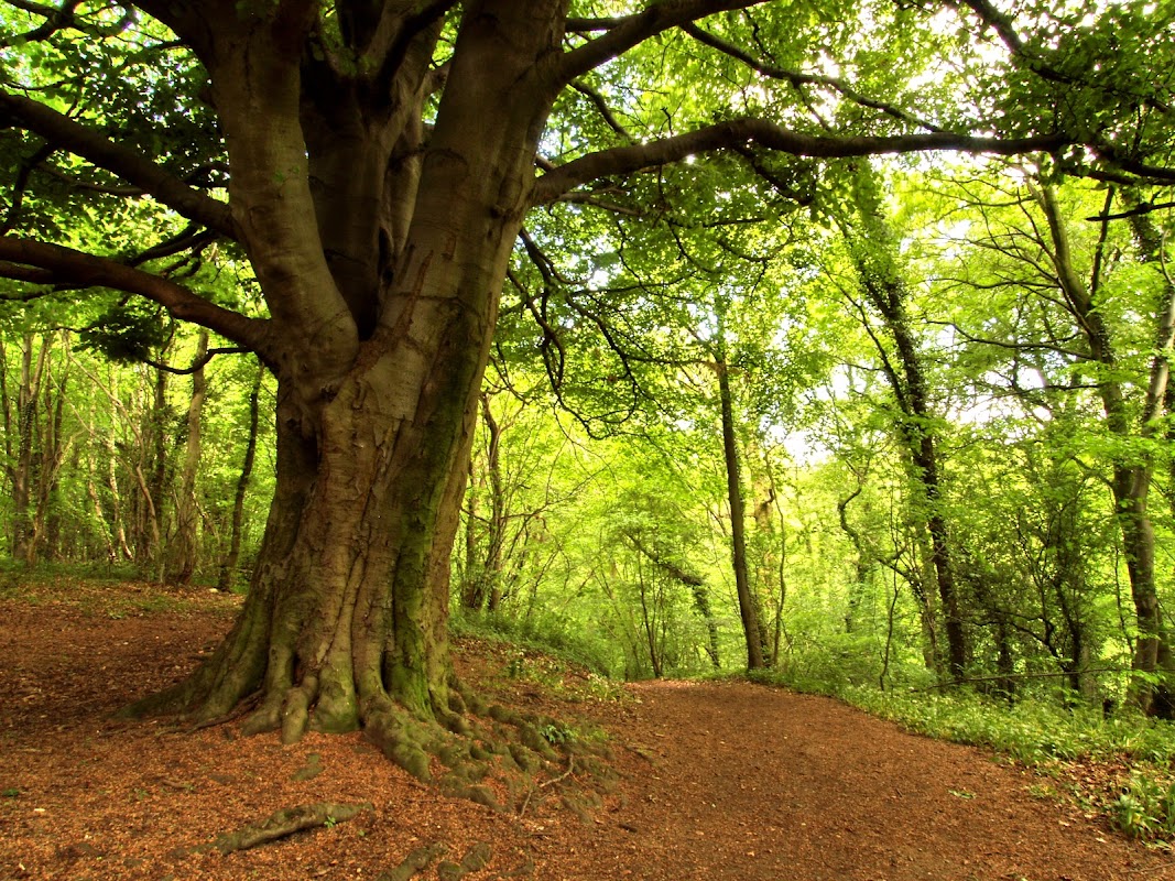 Anston Stones Wood