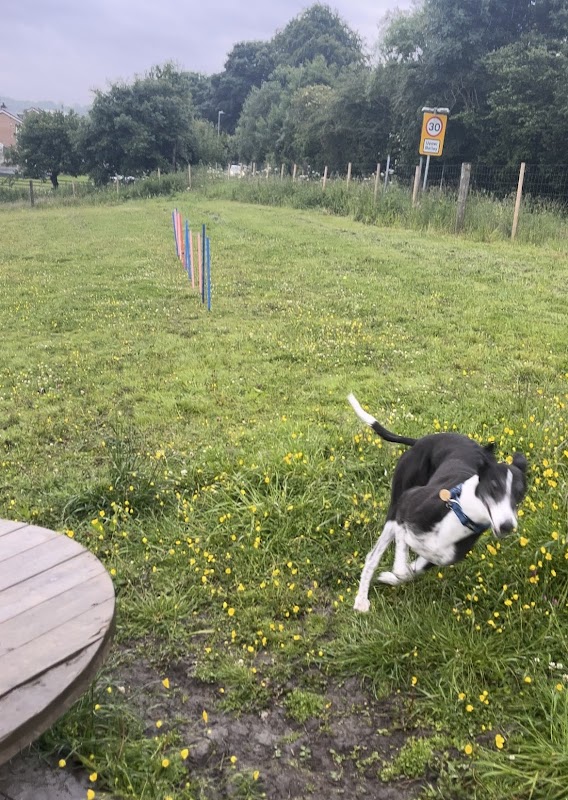 Take The Lead Dog Park