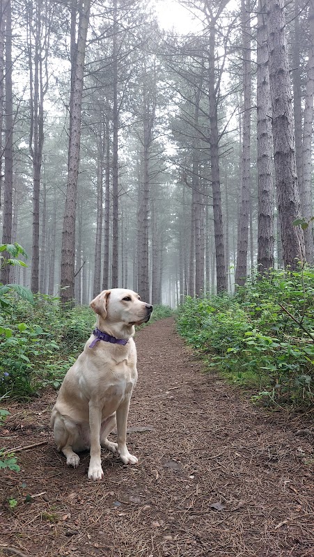 Swinnow Wood