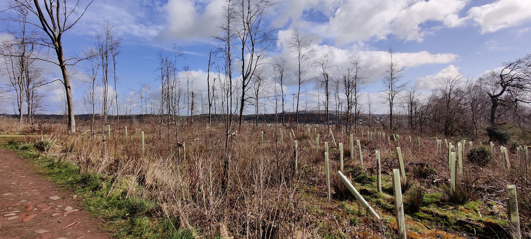 Bradford, Bingley, Betty's Wood