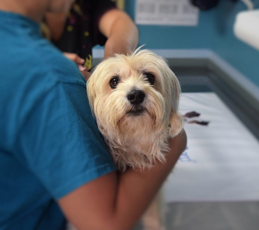 Gatehouse Veterinary Group Allerton