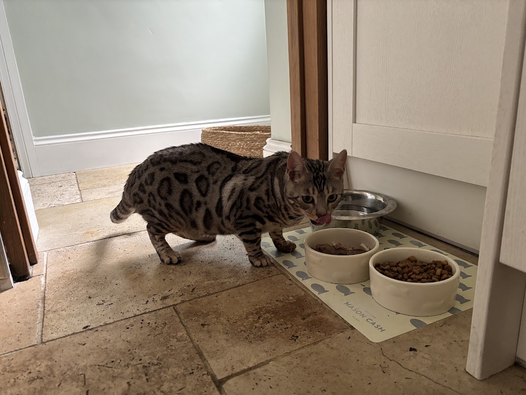Canklow Meadows Cattery