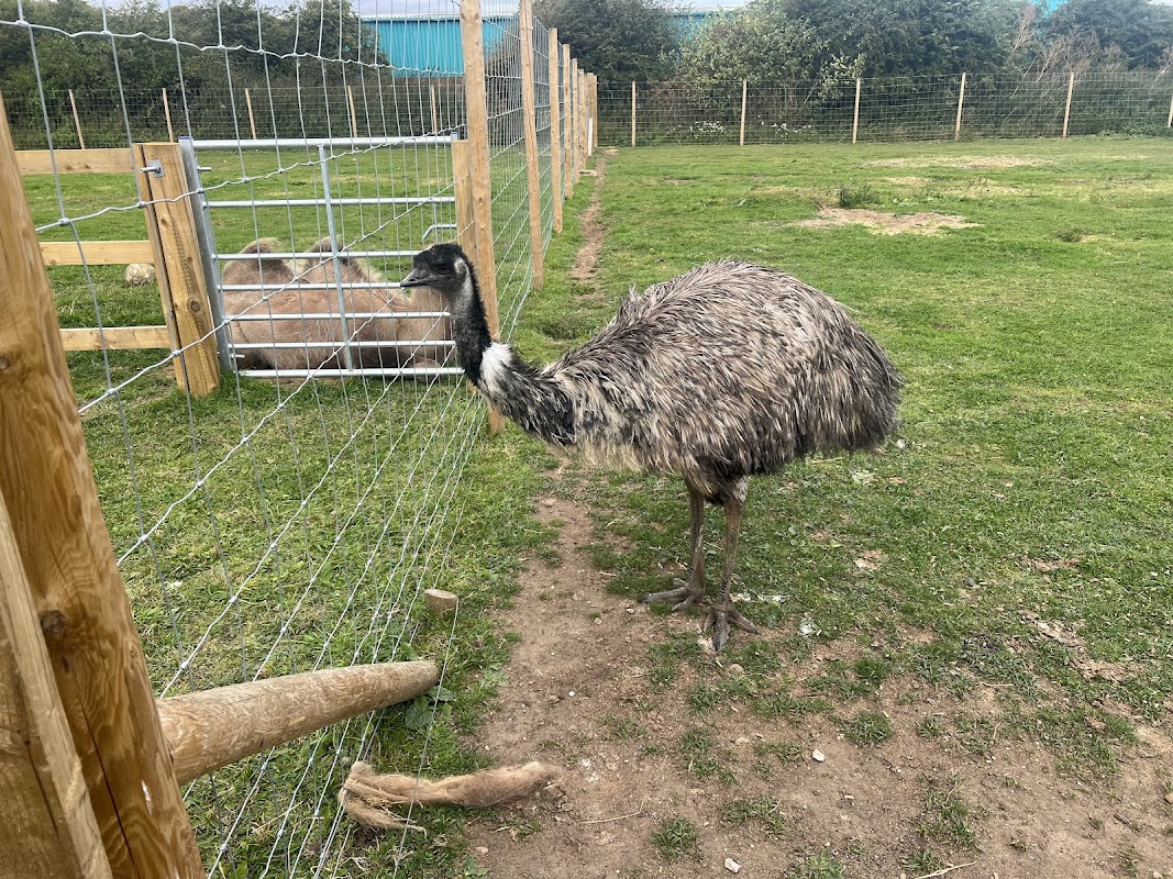 An emu stands near a fenced area with a camel in the background, surrounded by green grass and wooden fencing.