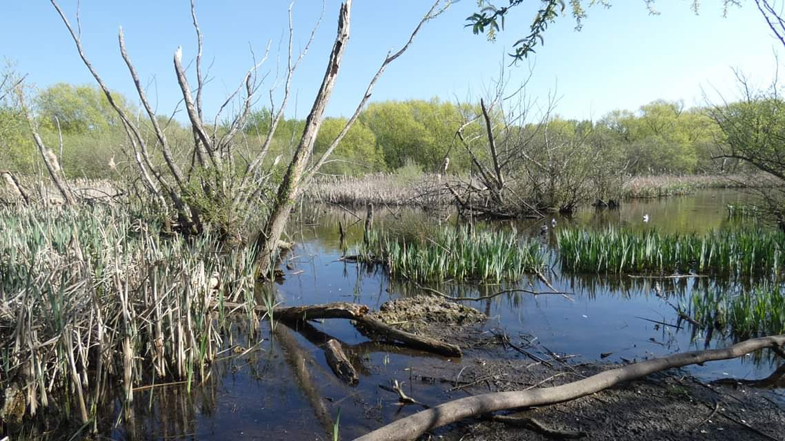 Smawthorne Marsh