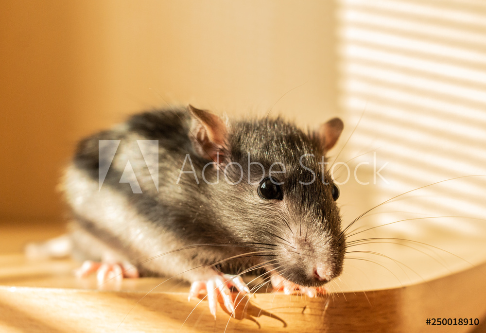 B P M Pest Control