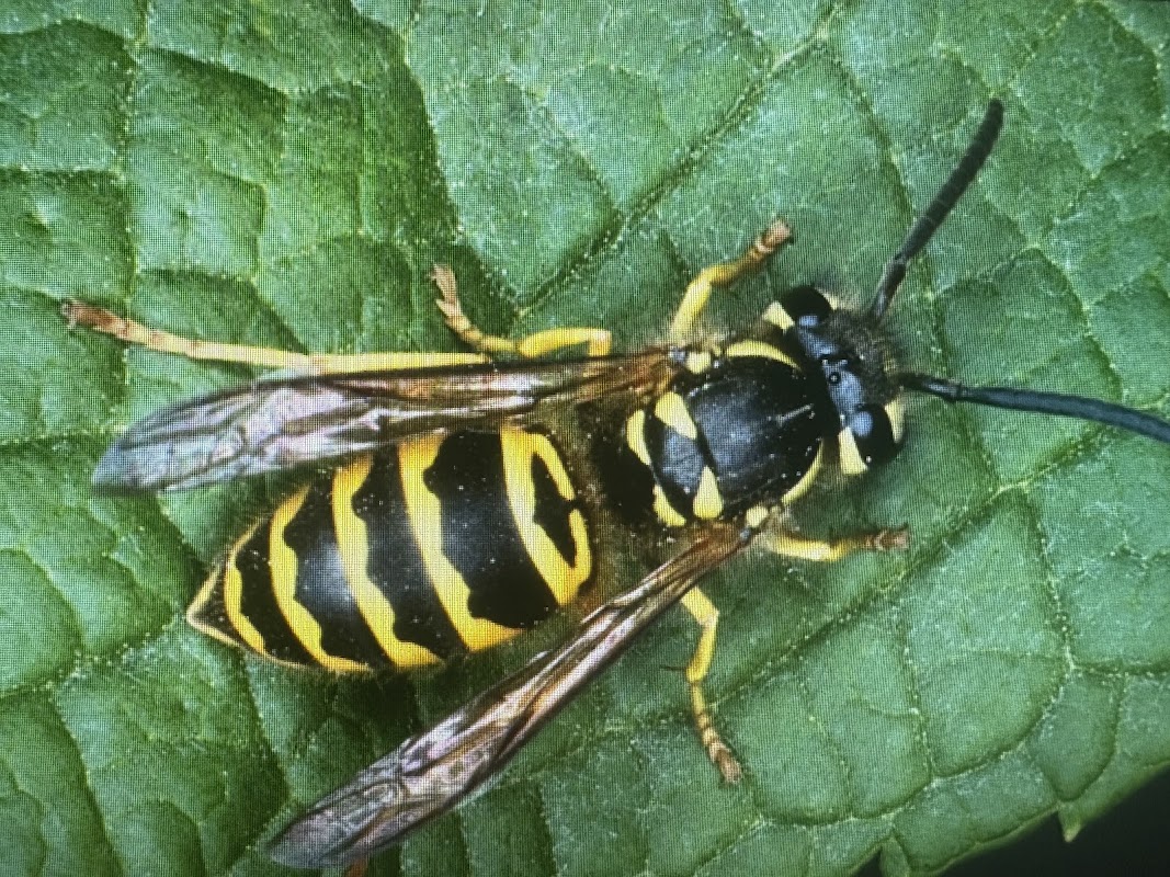 DGS wildlife and pest management - A Pest Control In Edlington ...