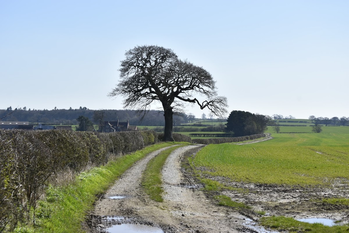 A dirt path lined with hedgerows leads to a large tree, with green fields and distant trees under a clear blue sky.