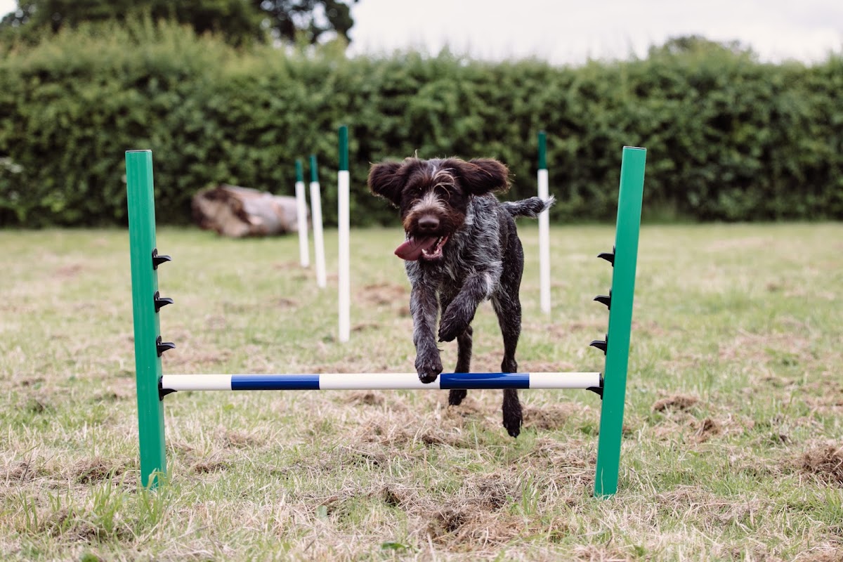 Escrick Park Estate Dog Run