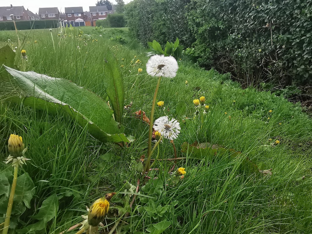 Barleyhill Road Park