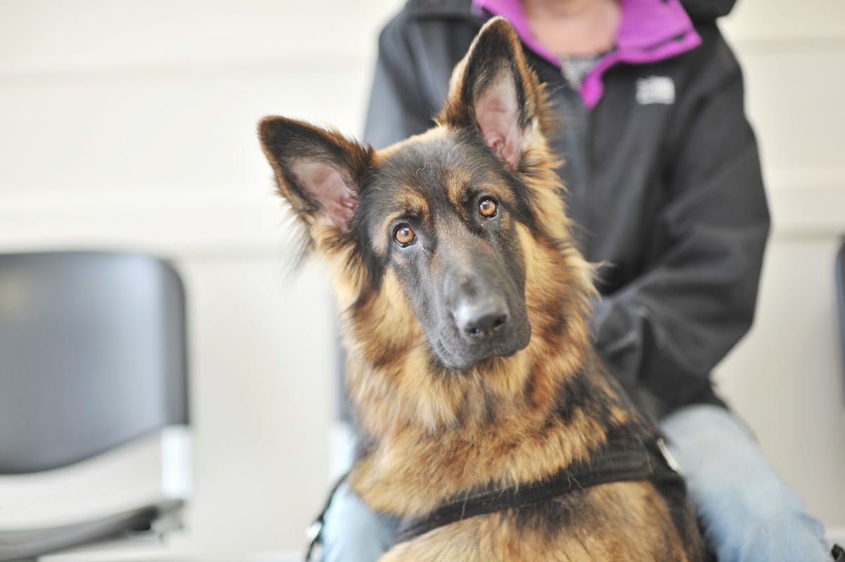 Ark Veterinary Practice - Dronfield