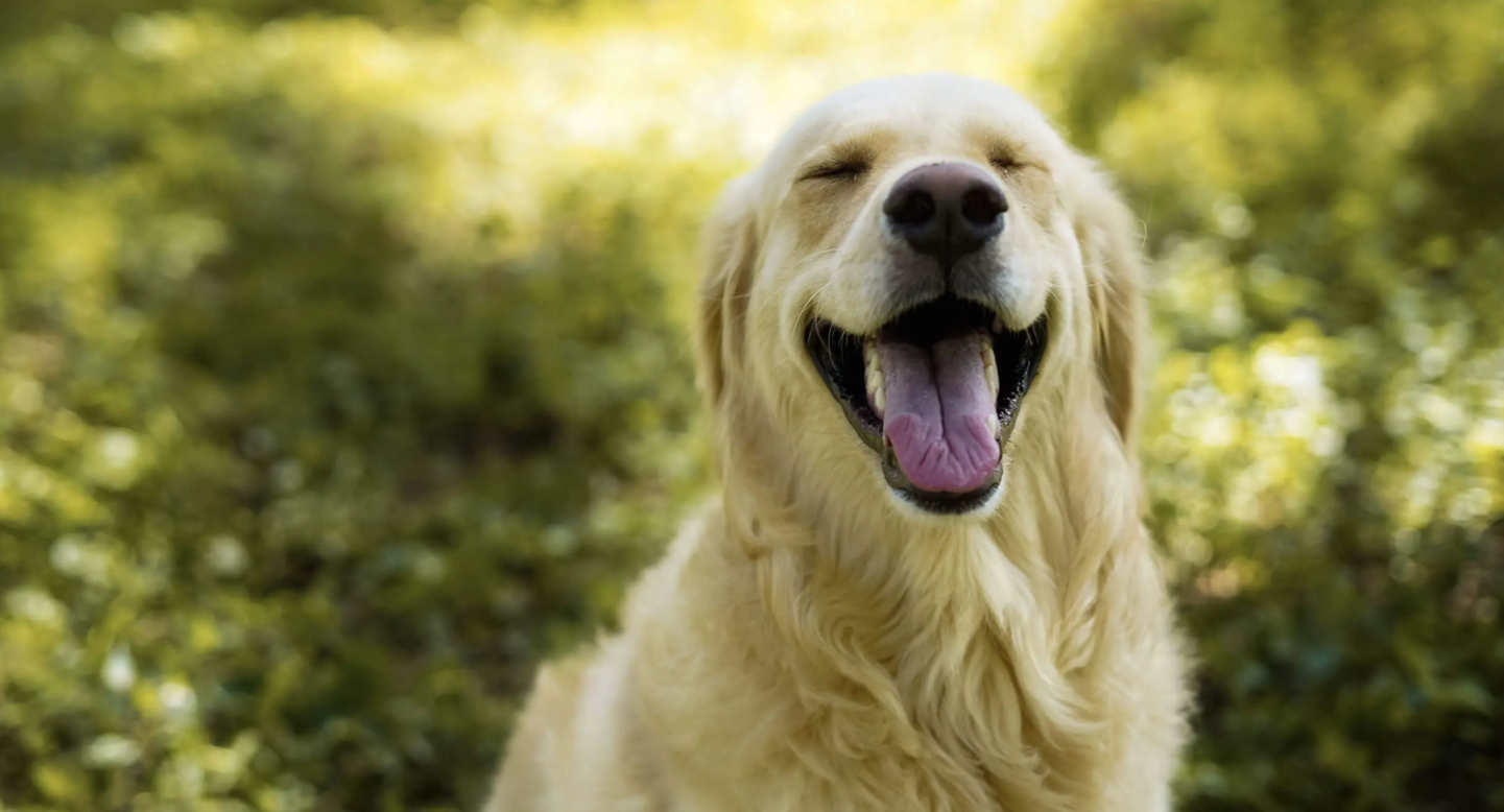 4Paws Pet Insurance
