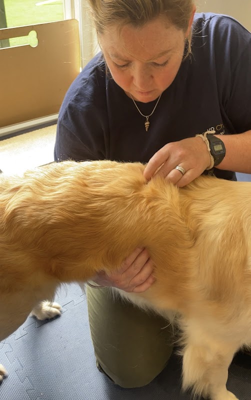The K9 Chiro