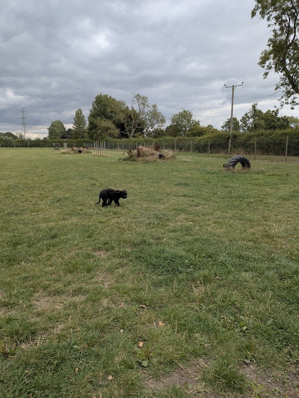Narrow Lane Canine Play