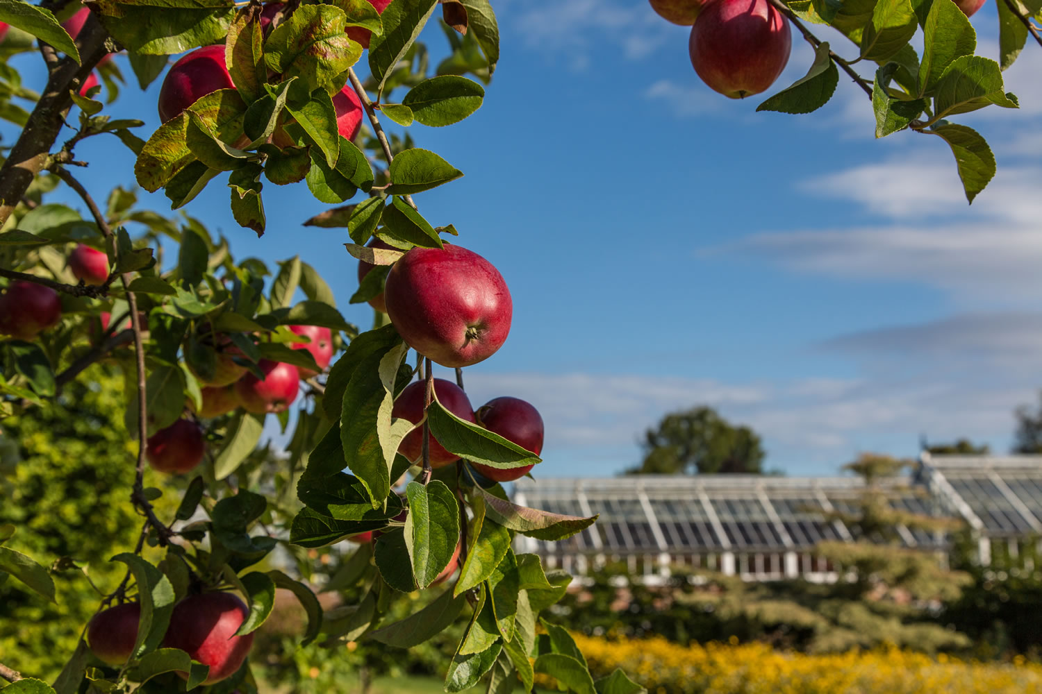 Helmsley Walled Garden|||