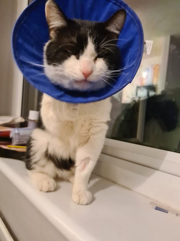 Vets for Pets - Hemsworth - Vets in hemsworth