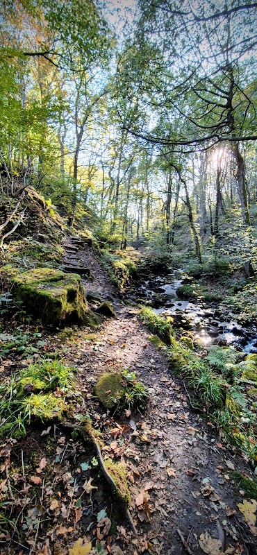 Morton Wood